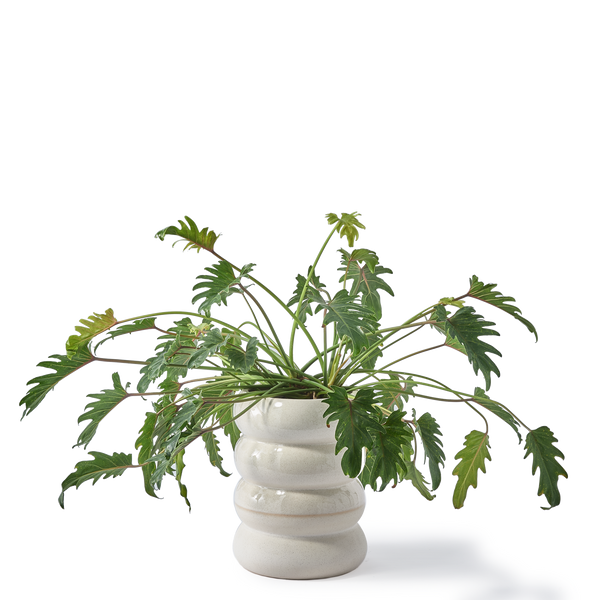 Chubby Plant Pot <br> White <br> (Ø 34 x H 44) cm