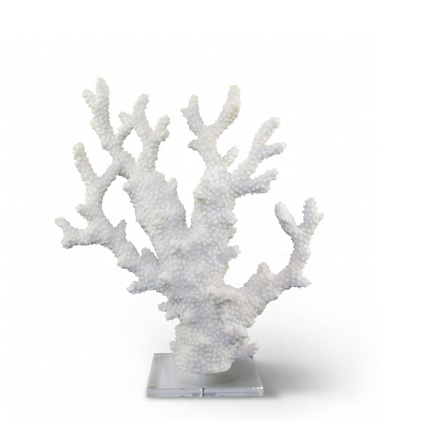 Coral on Acrylic Base <br> (L 29 x W 10 x H 33) cm