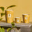 Paz Dove Candle <br> Bergamot, Green Tea, Musk <br> Limited Edition <br> (H 10) cm