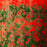 Arty Flowers Poppies Candle <br> Bergamot, Green Apple, Cedar <br> Limited Edition <br> (H 24) cm