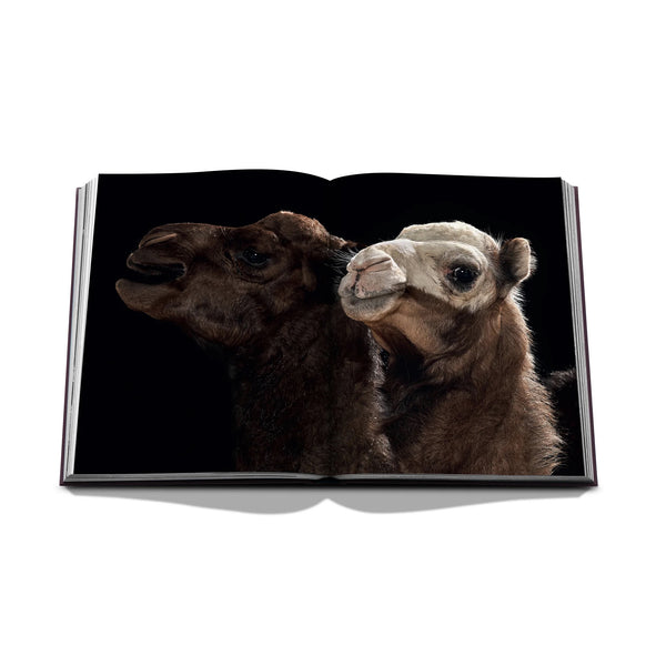 Ode to a Camel