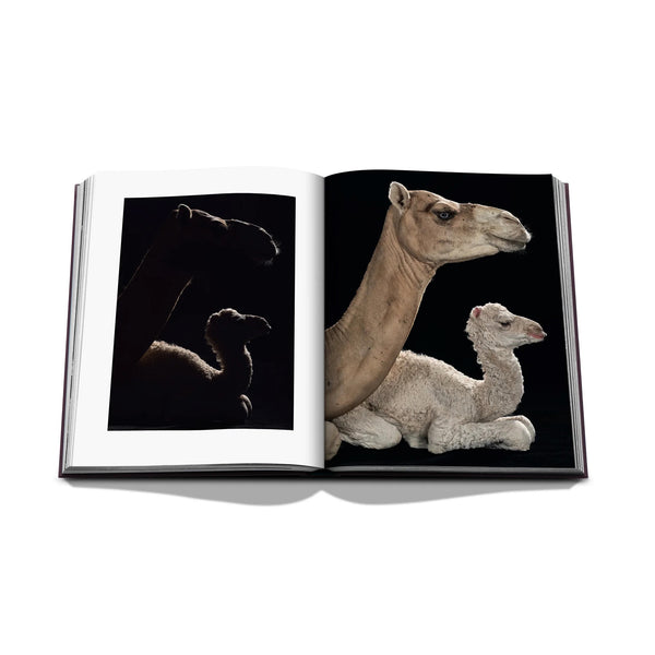 Ode to a Camel