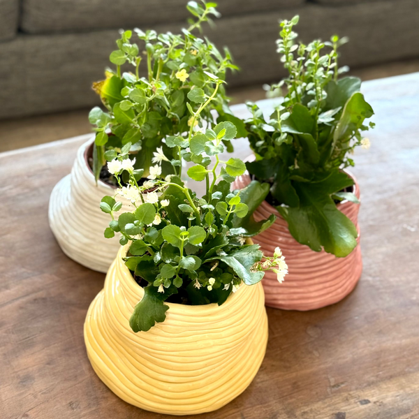 Coil Vase <br> 
Yellow
