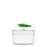 Marine Garden Box <br> 
Green Sardine <br> 
(Ø 12 x H 7.5) cm