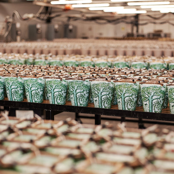 Sacred Trees Touba Candle <br>
Verbena, Lavender, Cedarwood
<br> (H 24) cm