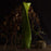 The Grace Vase <br> 
Apple Green
<br> (L 14 x W 20.5 x H 58) cm
