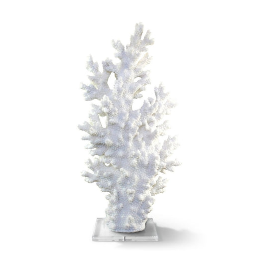 Coral on Acrylic Base <br> (L 31 x W 15 x H 60) cm