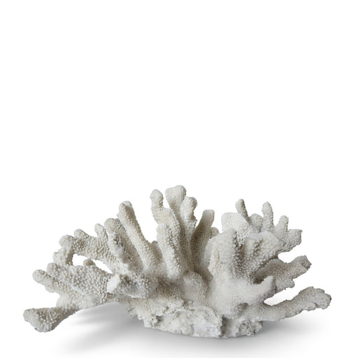 Coral Sculpture
<br> (L 39 x W 25 x H 21) cm