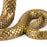 Wunderkammer <br> Snake <br> (W 43.5 x H 26) cm