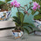 Fairuz Nut Bowls <br> Set of 2